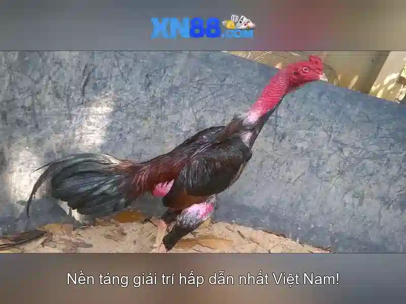 Xn88 là gì? Tổng quan về nền tảng giải trí trực tuyến