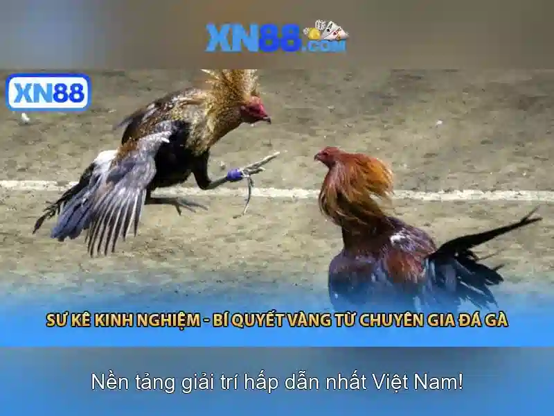 Trang chu xn88 minh hoa
